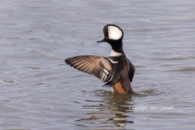 Hooded-Merganser;Lophodytes-cucullatus;One;avifauna;bird;birds;color-image;color